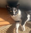 Mittens