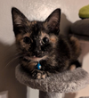 Nyx