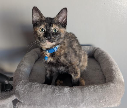 Nyx