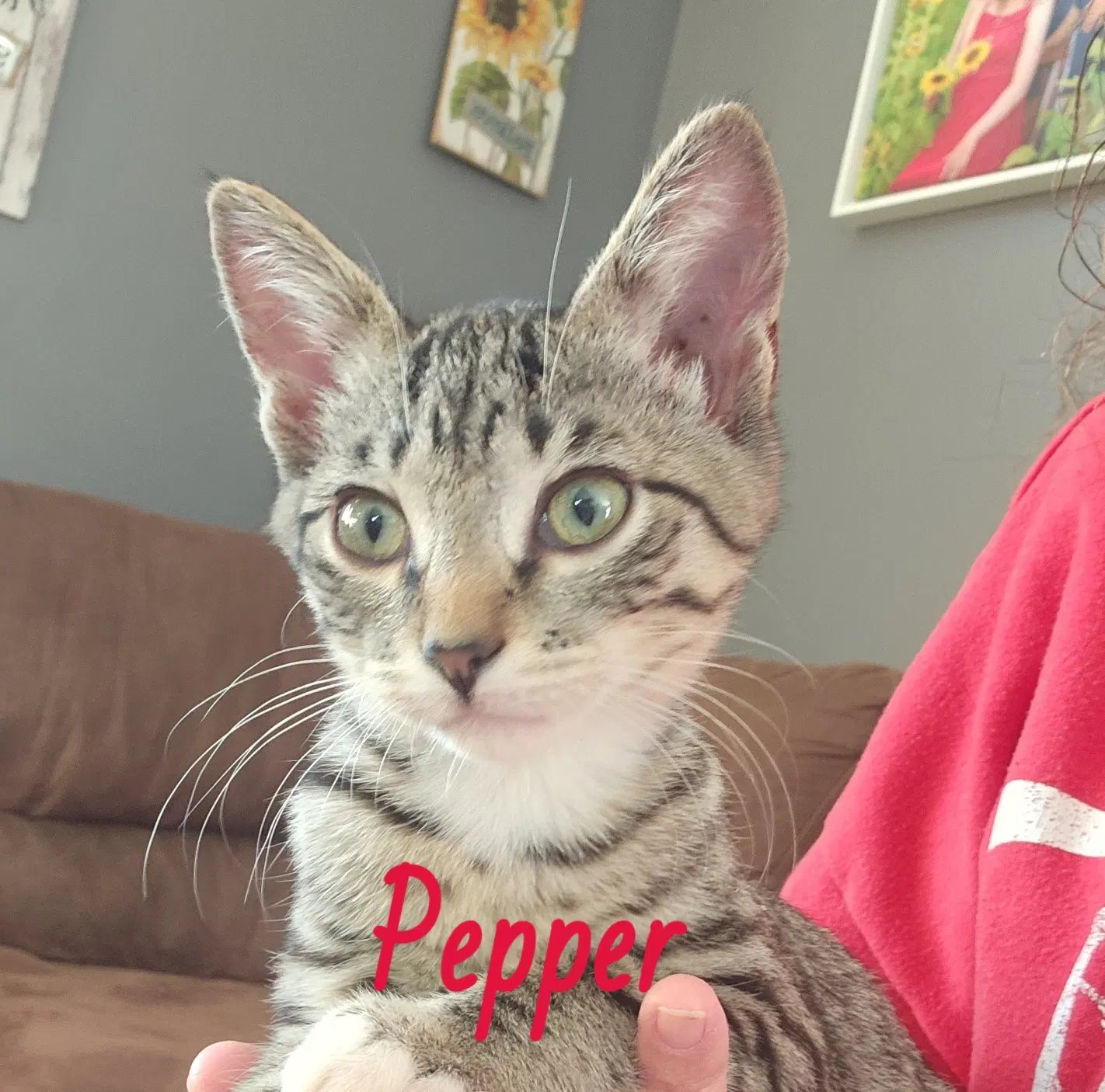 Pepper - Domestic Short Hair