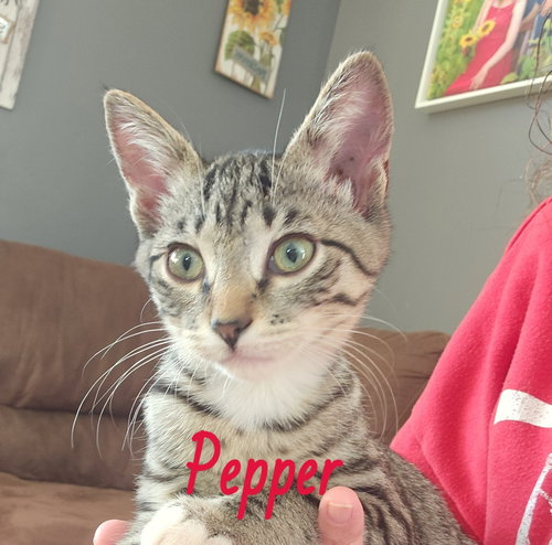 Pepper