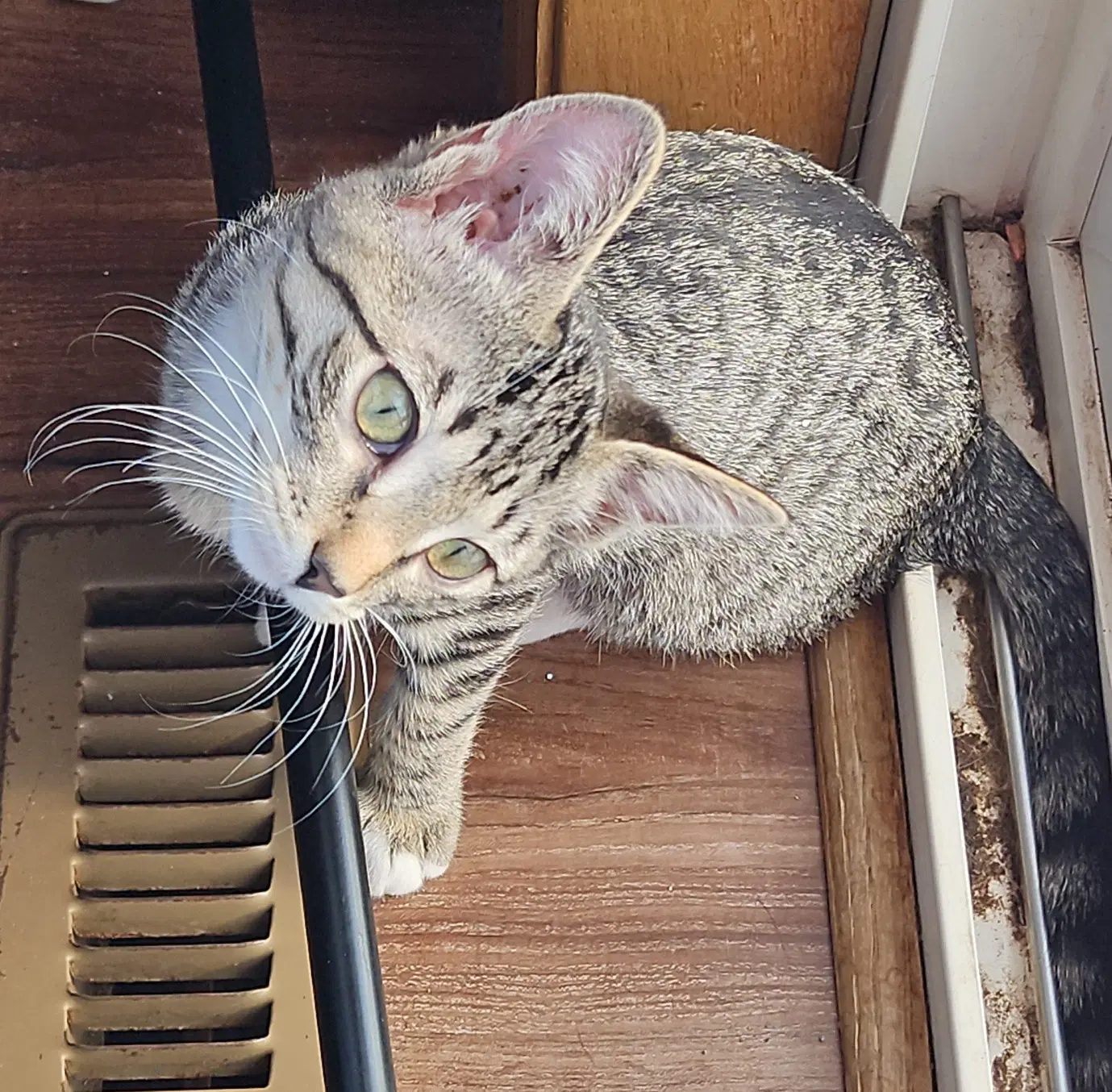 Pepper image 2