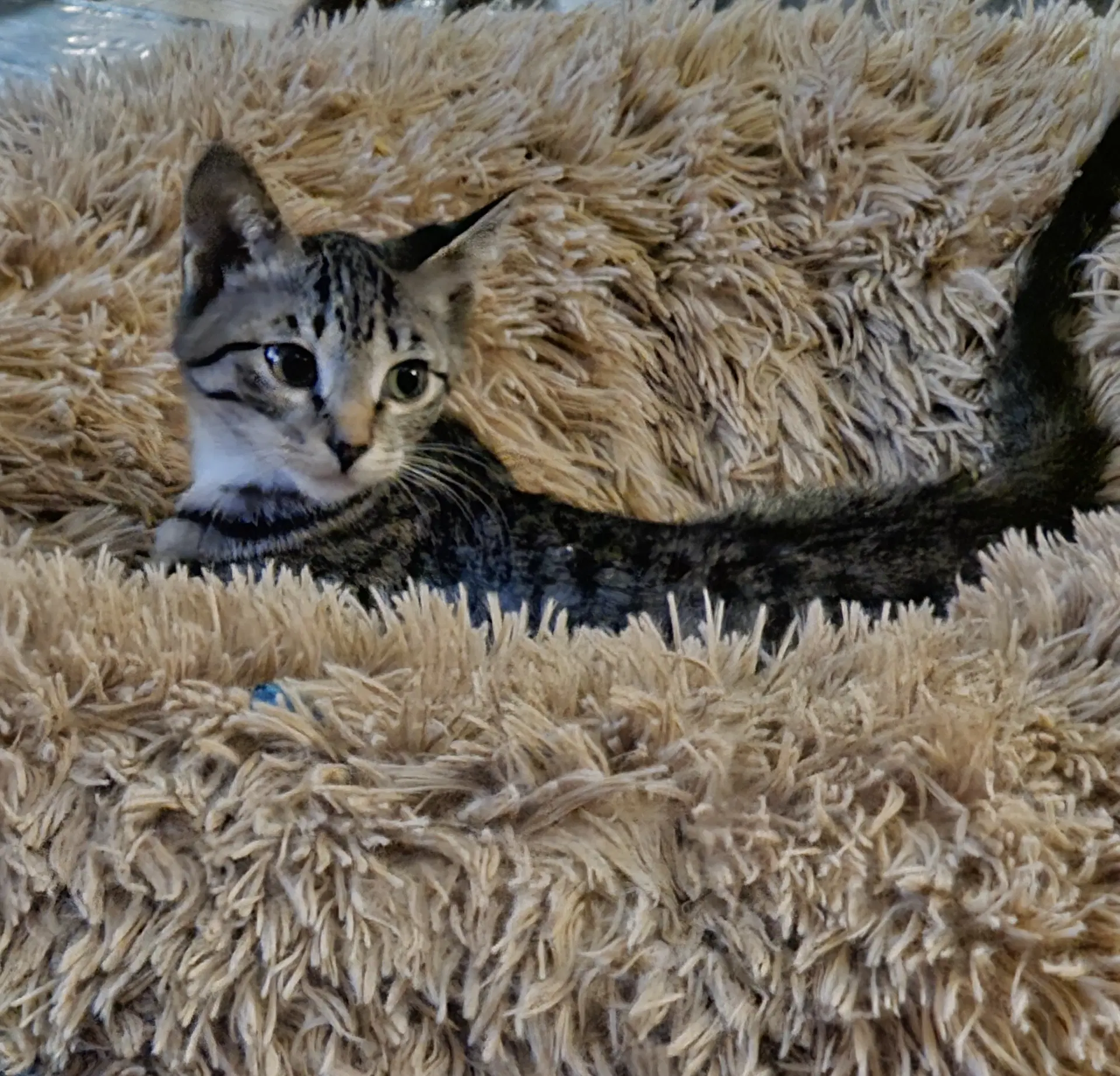 Pepper image 3