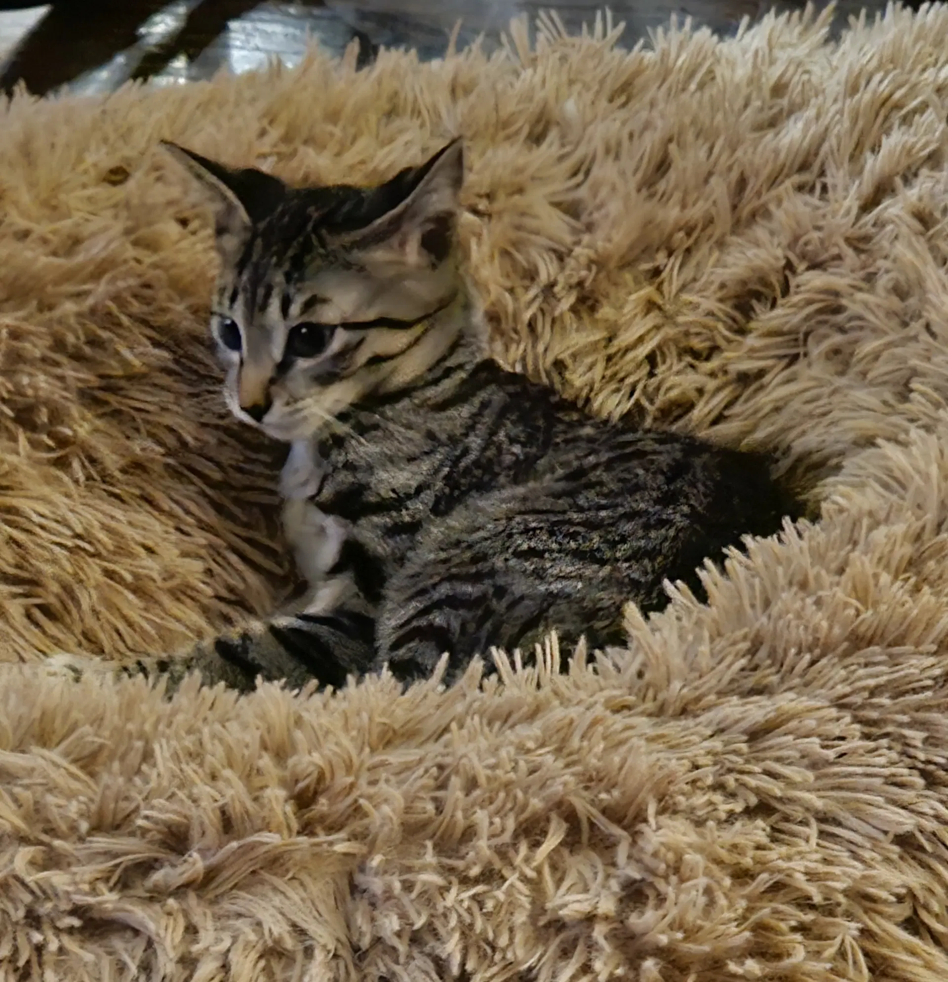 Pepper image 4