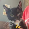 Boo - Photo 1