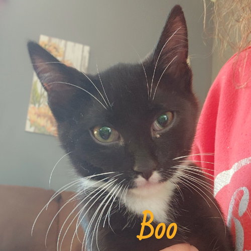 Boo