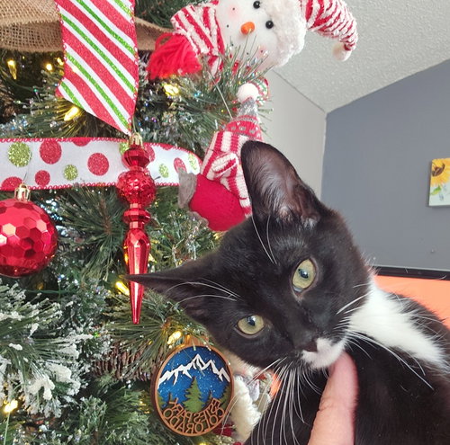 BOO - Domestic Short Hair available for adoption