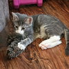 Punkin - Photo 1