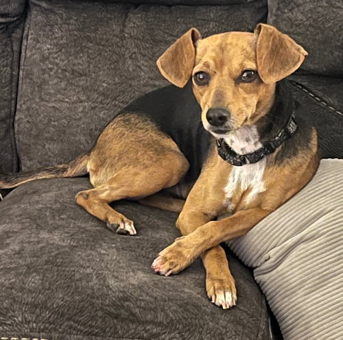 picture of the dog needing adoption