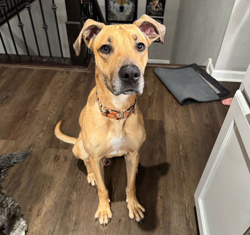 Scooby