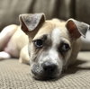 Waylon