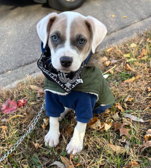 Bandit