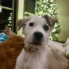 Hank