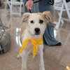 Hank - Photo 1