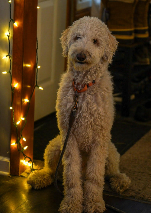 Luca