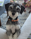 Oreo