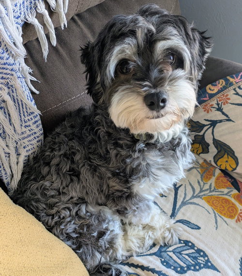 Oreo