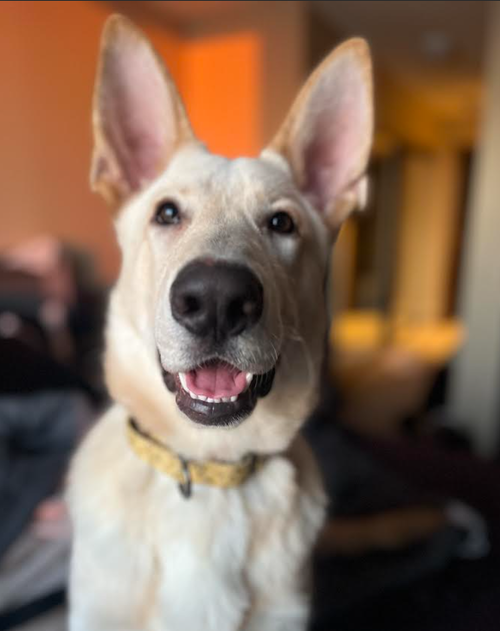 picture of the dog needing adoption