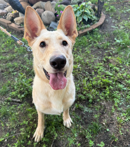 Joker, an adoptable Shepherd in Brooklyn Center, MN