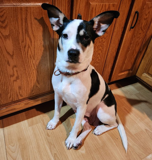 picture of the dog needing adoption