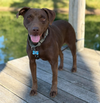 Brownie - Photo 1