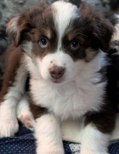 Ellie