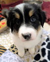 Oliver