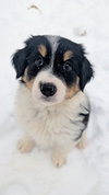 Oliver