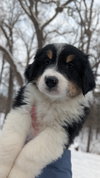 Oliver