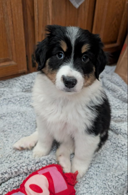 Oliver