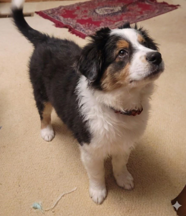 picture of the dog needing adoption
