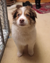Scamper