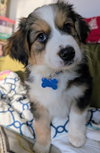 Franklin Patrick