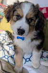 Franklin Patrick