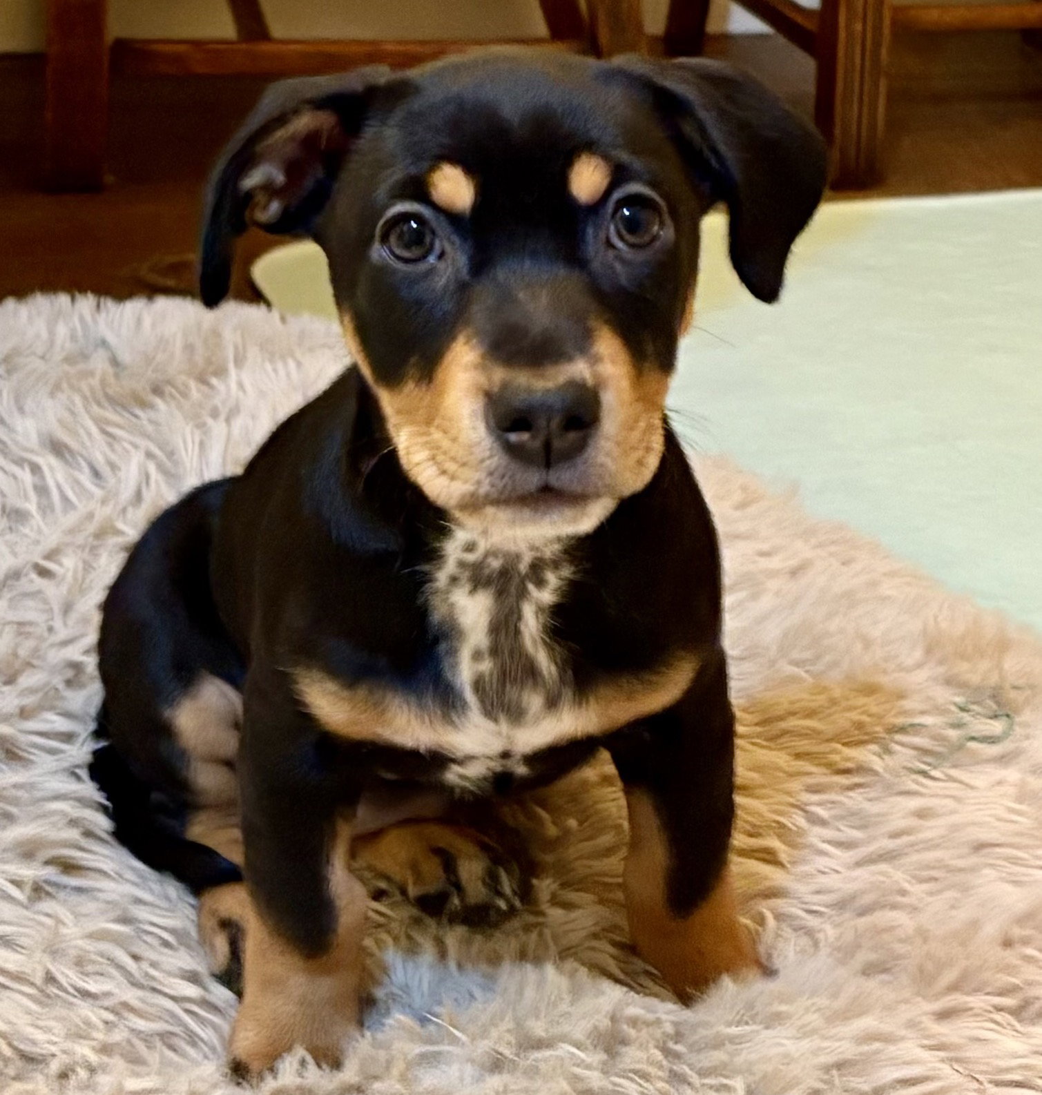 Domino Image