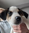 Penny