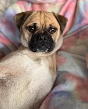Pugsley