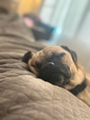 Pugsley