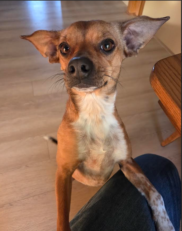 Mika Image