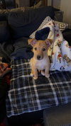 Chester