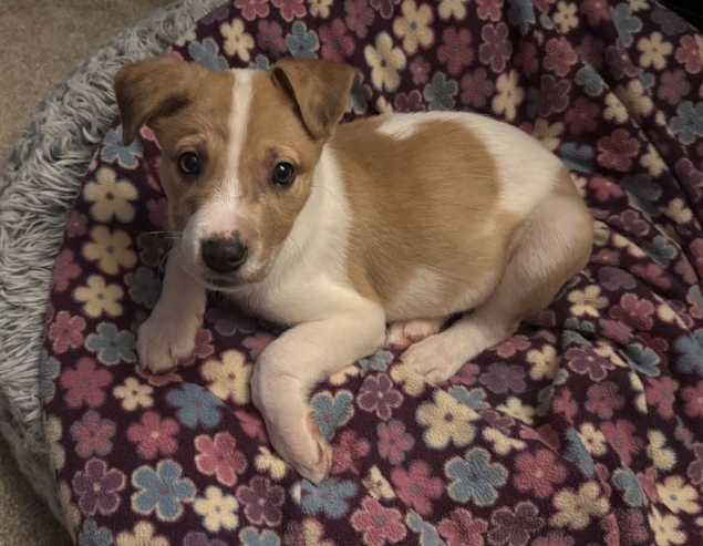 Buster Image