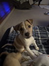 Buster