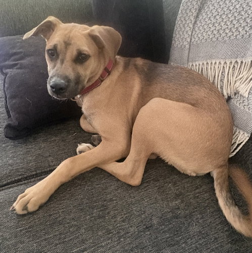 Dallas, an adoptable Golden Retriever in Brooklyn Center, MN