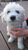 Captain Pete