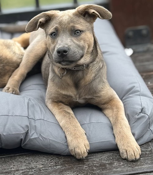 Rink, an adoptable Terrier in Brooklyn Center, MN