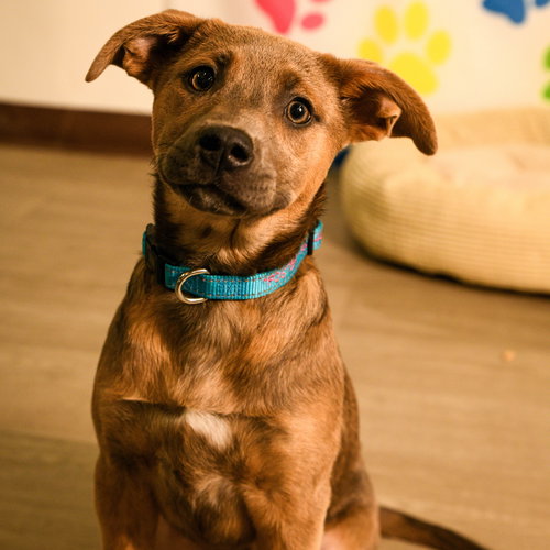 picture of the dog needing adoption