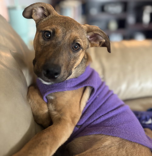 Skates, an adoptable Terrier in Brooklyn Center, MN