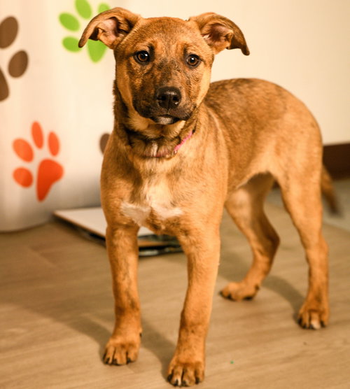 picture of the dog needing adoption