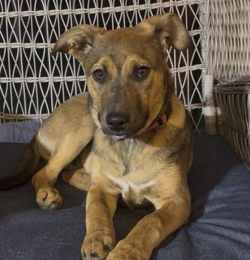 Skates *, an adoptable Terrier in Brooklyn Center, MN