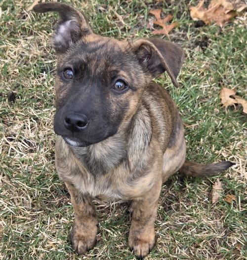 Hattie, an adoptable Terrier in Brooklyn Center, MN